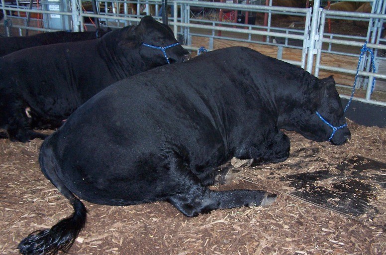 Tragedia w gminie Główczyce. Byk zabił rolnika