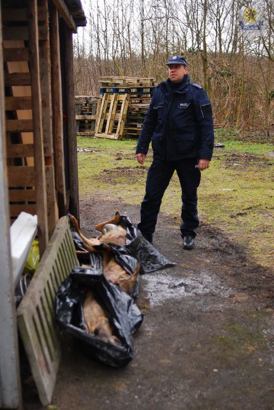 Zatrzymali kłusowników. Znaleźli 300 kg dziczyzny