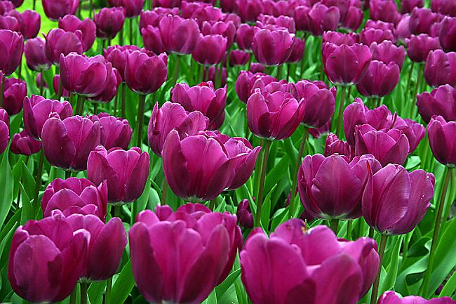 tulipan