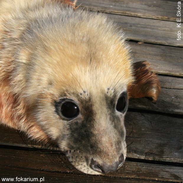 Narodziny w helskim fokarium. Wkrótce będą kolejne