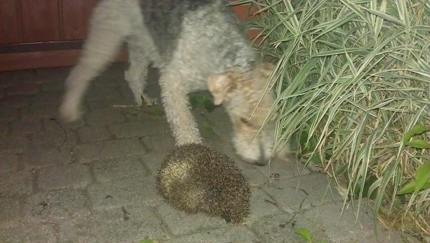 Jeże na spacerze. Jest ich coraz więcej w miastach?