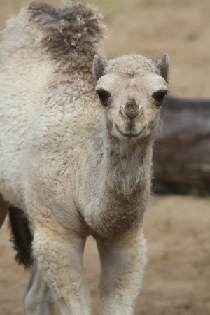 Nowy mieszkaniec gdańskiego zoo. Właśnie się urodził