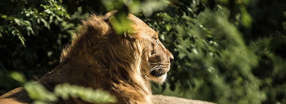 lew-zoo-gdansk