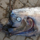oarfish16n-2-web