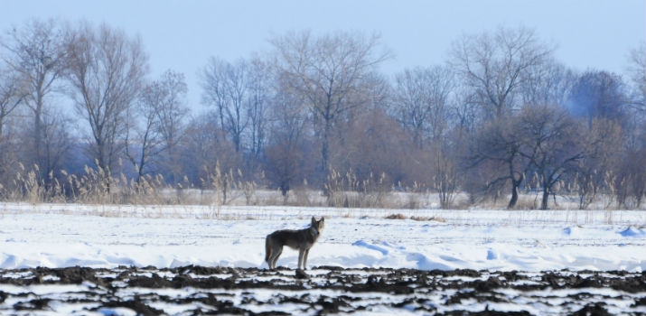Wilki na dobre zadomowiły się na Kaszubach