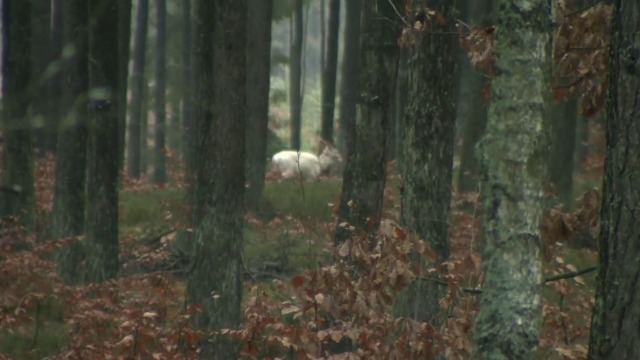 Niezwykle rzadkie białe daniele w kościerskim lesie