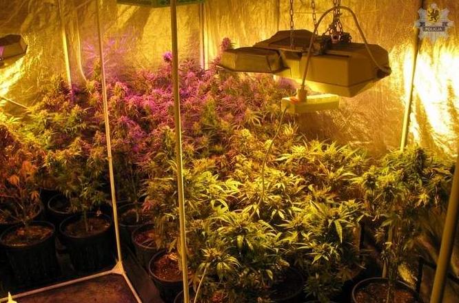 Założyli plantację marihuany na strychu