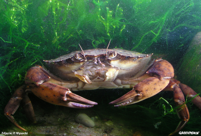 Podwodny świat w Gdyni. Czy powstanie rezerwat morski?