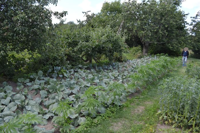 Hodował marihuanę, żeby na kapuście nie lęgły się ślimaki