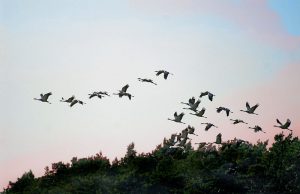 Niesamowity film – tysiące żurawi w okolicach Łeby