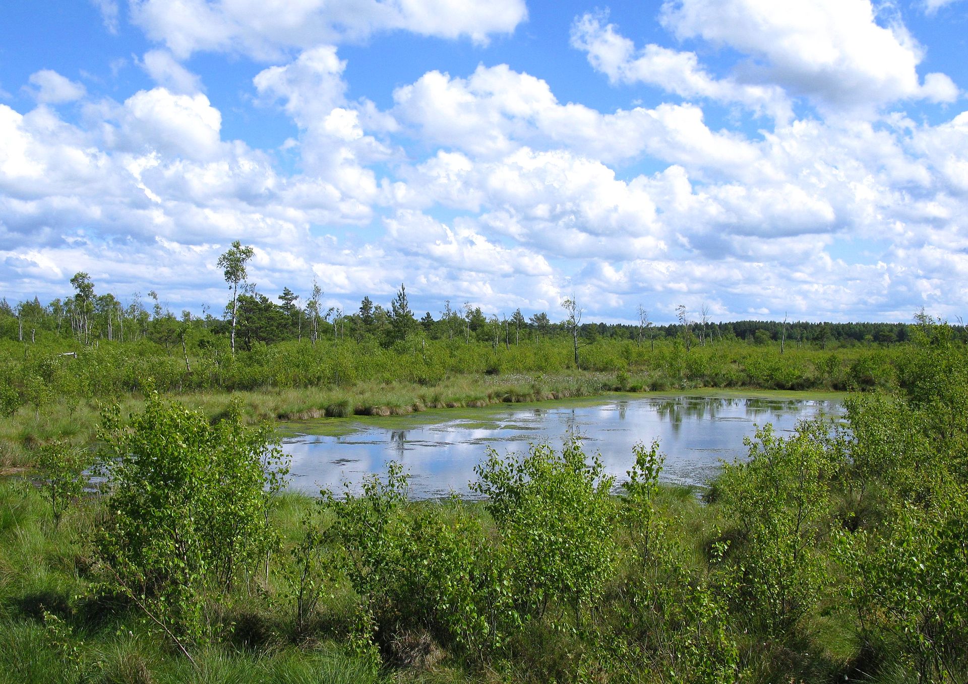 dystrophic_lake_in_bielawa_nature_reserve_in_poland