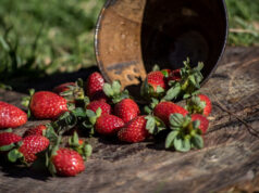 Kaszëbskô malëna czyli najsłodsza kaszubska truskawka