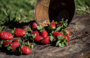 Kaszëbskô malëna czyli najsłodsza kaszubska truskawka